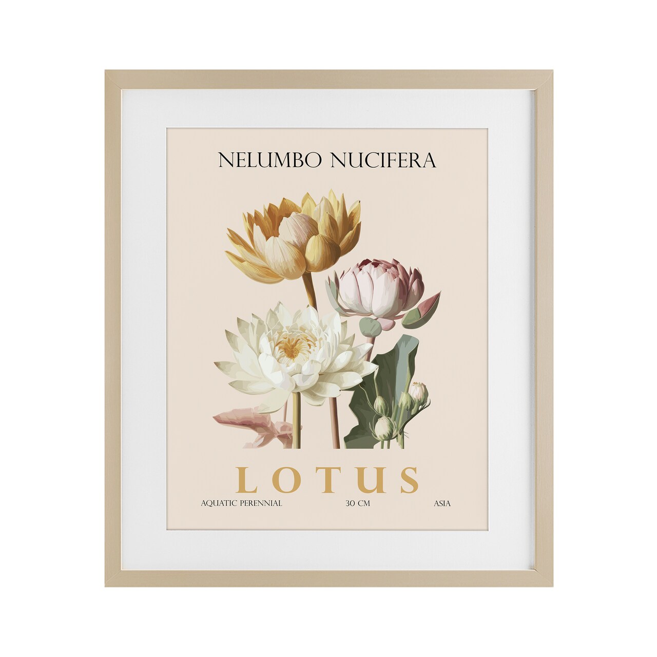Stupell Industries Natural Lotus Bundle Framed Print Under Glass, design by Christopher Giampietro